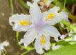 Australian flower