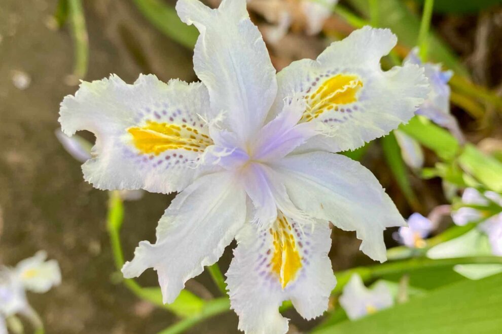 Australian flower Australian flower